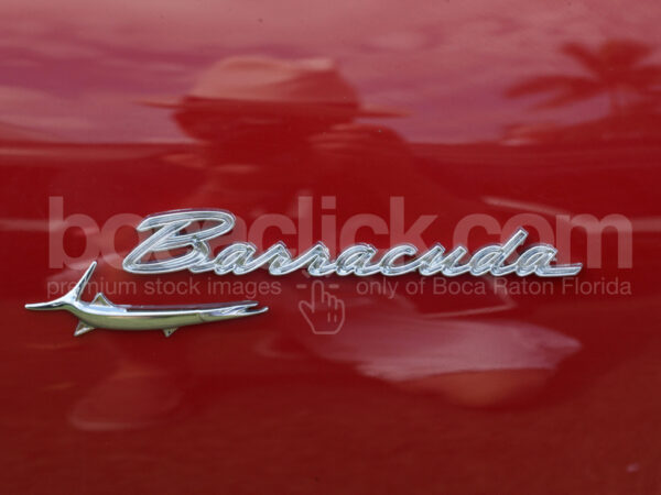 Baracuda Detail