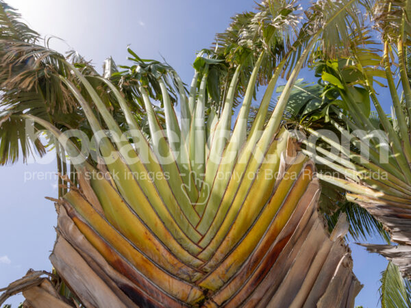 Palm 15 © BocaClick.com