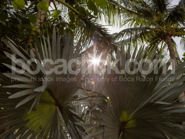 Palm 1 Color © BocaClick.com