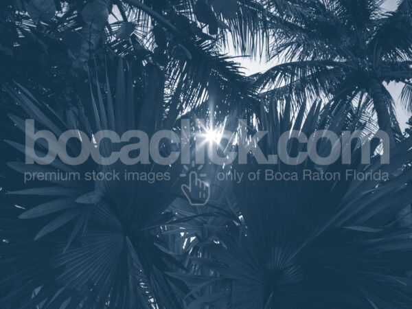 Palm 1 Duotone