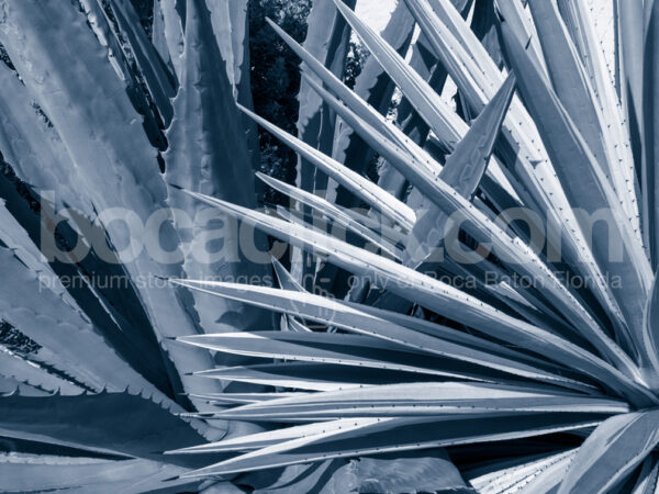 Palm 2 Duotone