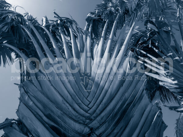 Palm 3 Duotone