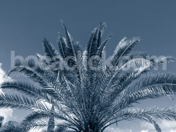 Duotone Palm 4