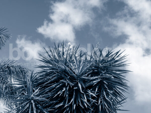 Palm 7 Duotone