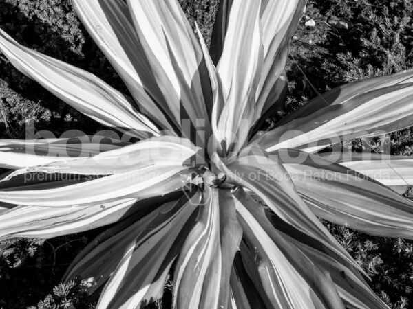 Palm 16 Black and White © BocaClick.com