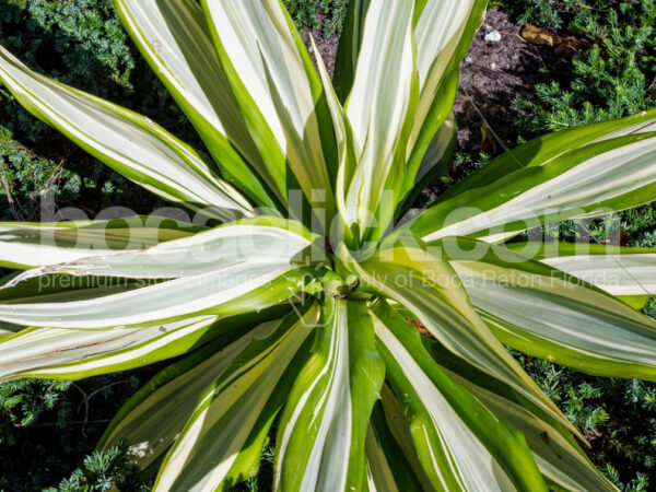 Palm 16