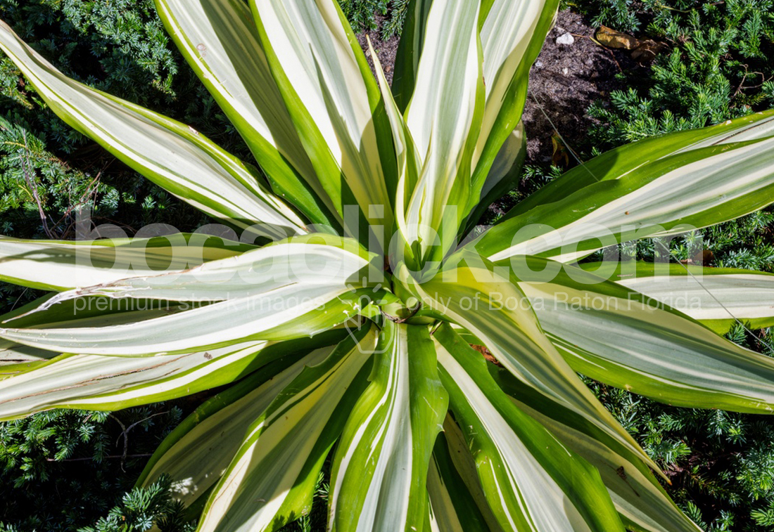 Palm 16