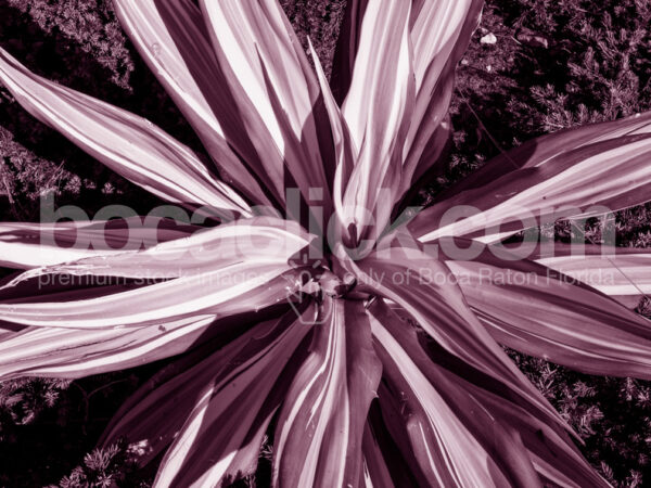Palm Duotone 16