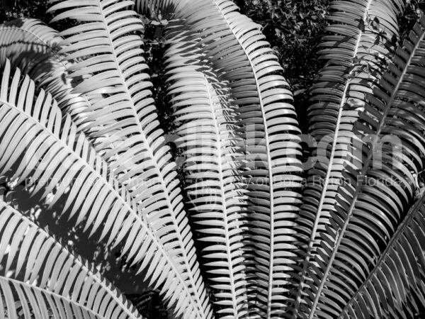 Palm 17 Black and White © BocaClick.com