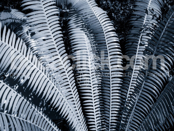Duotone Palm 17
