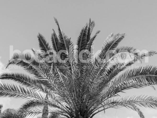 Palm Black and White 2