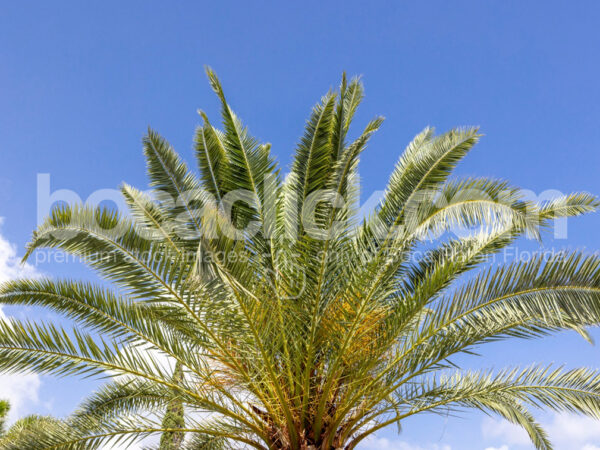 Palm 2