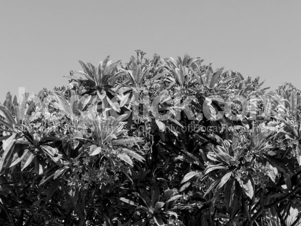 Palm 4 Black and White