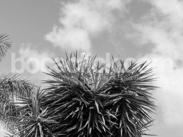 Palm 6 Black and White